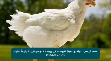 سعر قياسي.. ارتفاع الفراخ البيضاء في بورصة الدواجن إلى 61 جنيهاً للكيلو الثلاثاء 16-9-2025